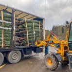 Normandská jedľa (Abies Nordmanniana) - výška 220-250 cm, rezaná PREMIUM